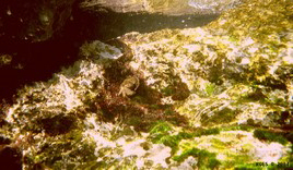 FotosRGES: th_Crab_under_water_HR_2004-s