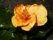 FotosRGES: th_Orange_Hibiscus_flower_NL_2994-s