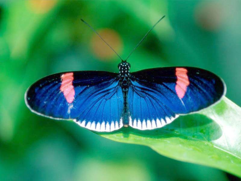 ImgX%2FButterfly%2FColour%2FBlue butterfly backside