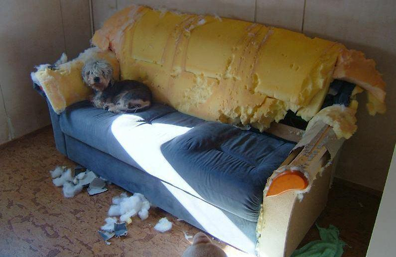 ImgX%2FPet%2FAgony%2FLonely dog on wrecked sofa