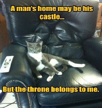ImgX%2FPet%2FCats%2FCat in house thinks that throne belongs to him