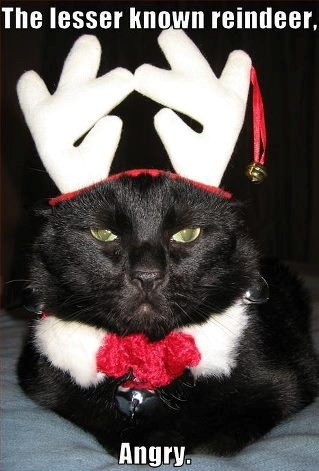 ImgX%2FPet%2FChristmas%2FCat the lesser known raindeer angry