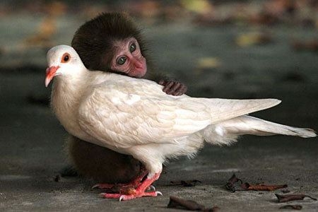 ImgX%2FPet%2FGeneral%2FBaby monkey hugging white dove