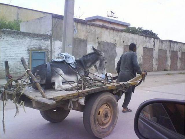 ImgX%2FPet%2FRecovery%2FMan transports his sick mule on cart
