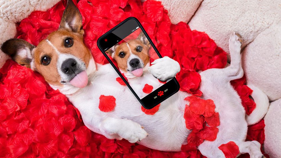 ImgX%2FPet%2FValentinesDay%2FJack Rissell Dog   Valentine with Selfie on Smartphone