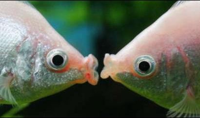 ImgX%2FPet%2FValentinesDay%2FValentine Fish kissing