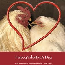 ImgX%2FPet%2FValentinesDay%2FValentine Two Chickens One Heart
