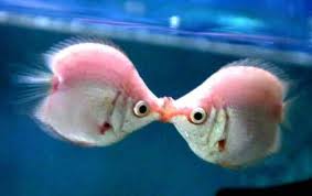 ImgX%2FPet%2FValentinesDay%2FValentine Two tropical fish kissing