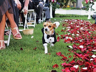 ImgX%2FPet%2FWedding%2FWedding dog carpet of rose  petals