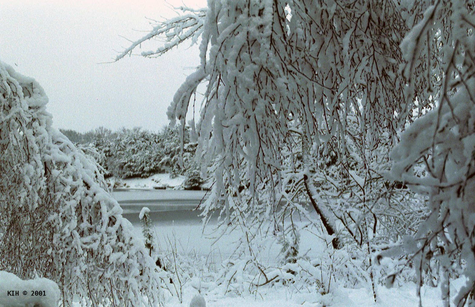 ImgX%2FRGES%2FFotosRGES%2FFrost on trees and lake %5BNL 2001%5D   KIH