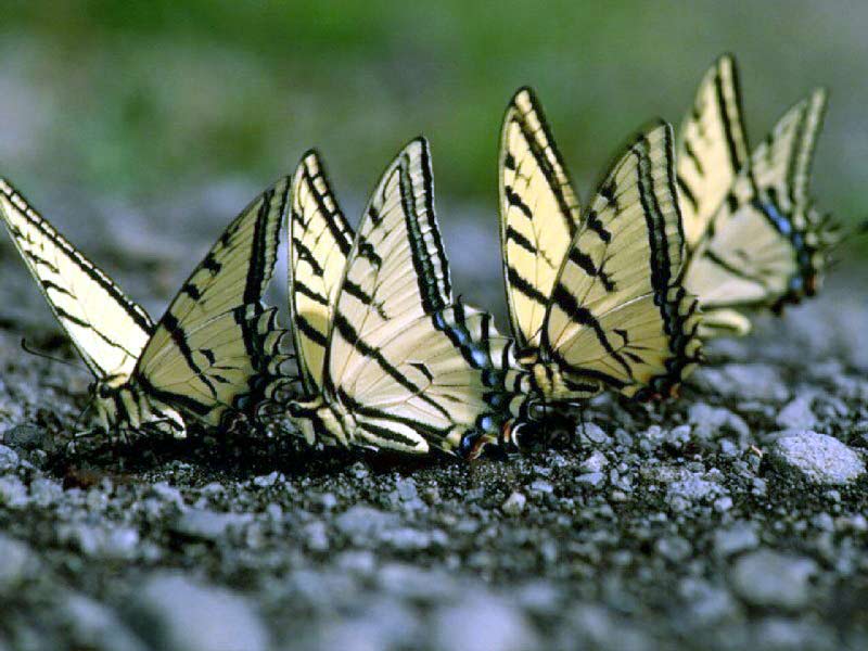 Four yellow butterflies on ground sideview