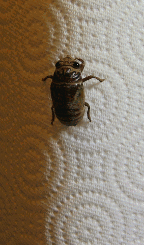 Cicada molting on wallpaper   animated