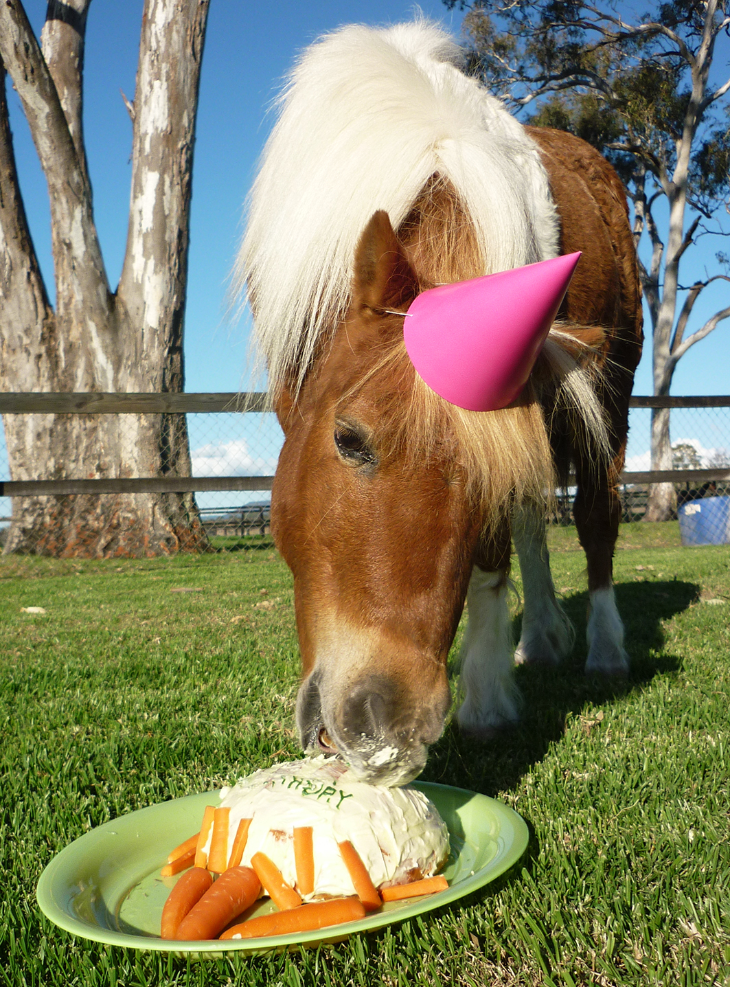 Birthday Horse eating carrot pie