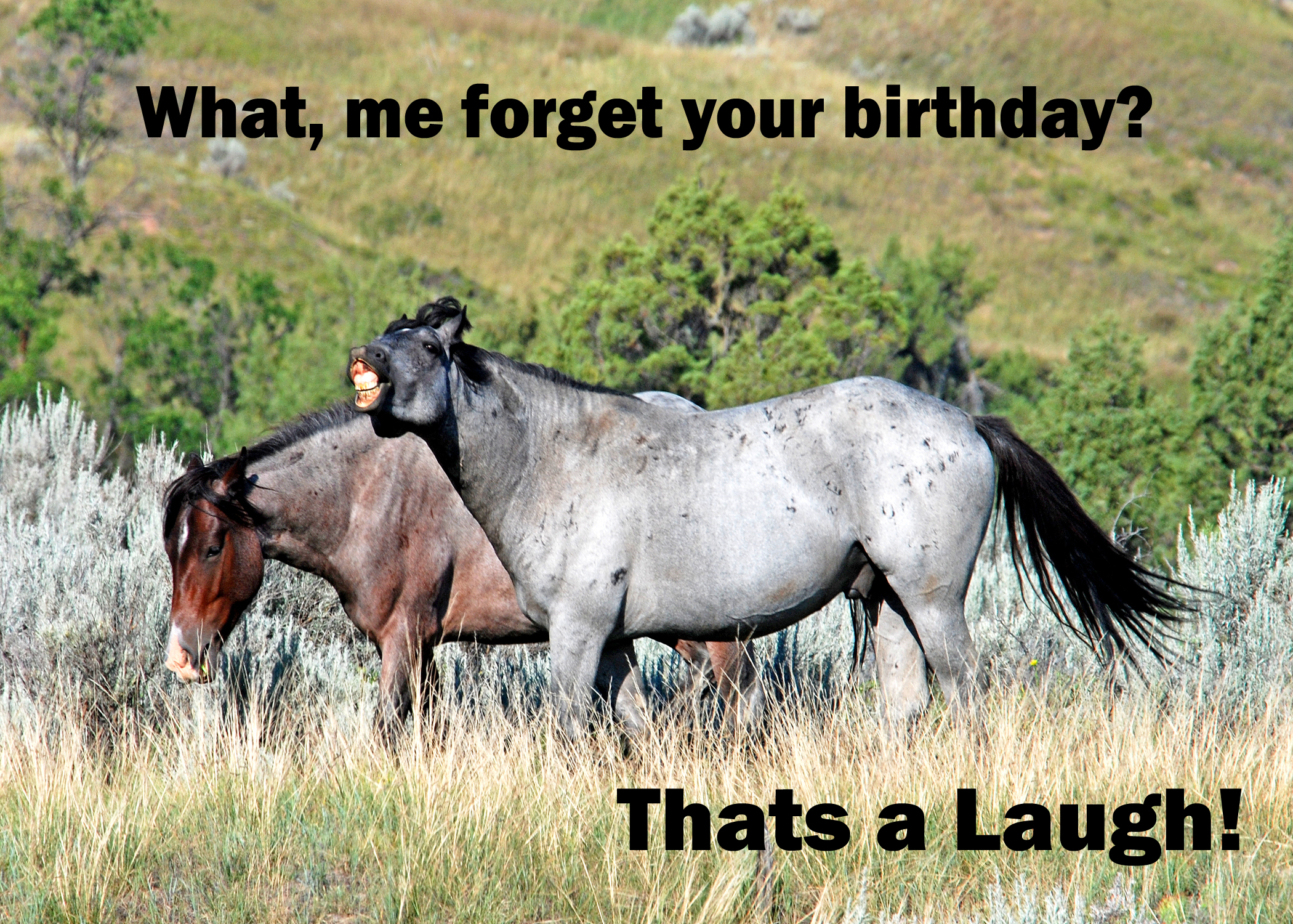 Laughing Horse Birthday   text