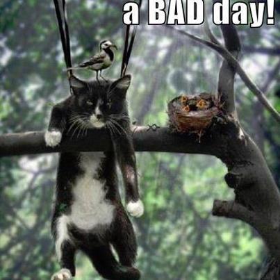 A bad day for cat hunting birds nest