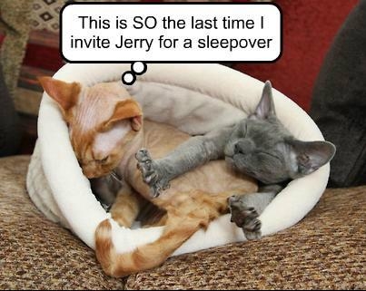 Cat sleeping with Jerry