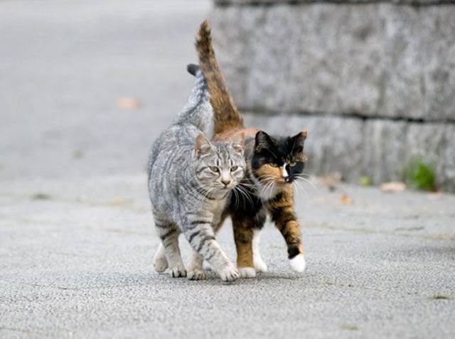 Two cats walk together
