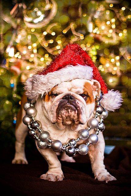 Bulldog with red Christmas hat