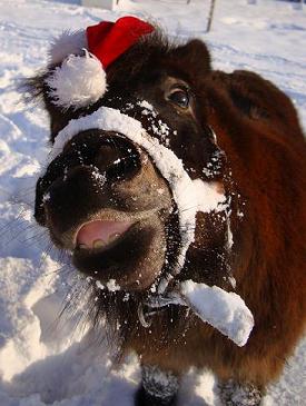 Christmas Pony in the snow
