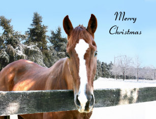 Horse   Merry Christmas