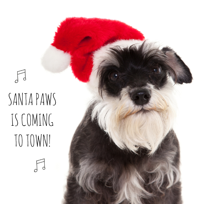 Schnauzer with red Christmas hat   Santa Paw is coming to town
