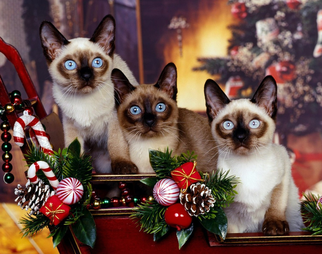 Three blue eyed Siamese Cats in Christmas scene