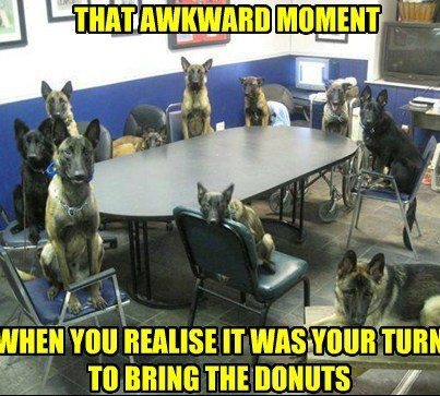 Big dogs anxiously waiting for donut treat