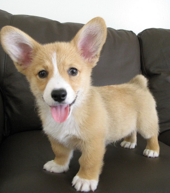 Corgi puppy on a couch
