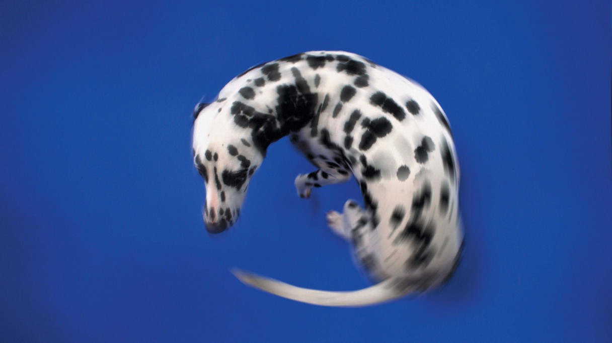 Dalmatian dog chasing his tail