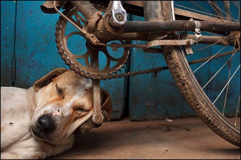 Dog used bicycle pedal as a pillow