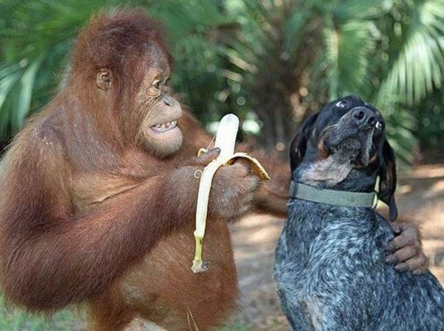 Orang Utang tries to feed a dog his banana