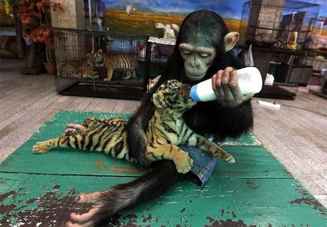 Chimpanzee weans tiger pup via bottle