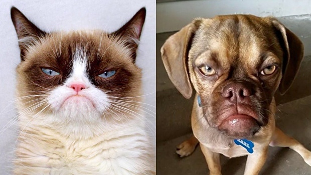 Grumpy cat and grumpy dog