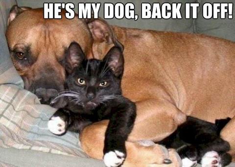 Cat says He is my dog