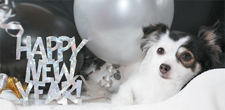 Doggy   Happy New Year text