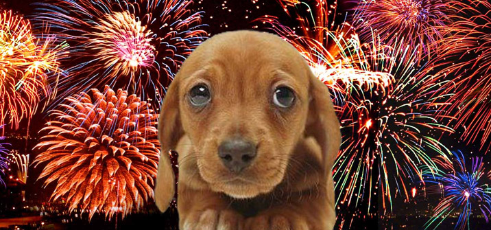 Sad Dog   Fireworks