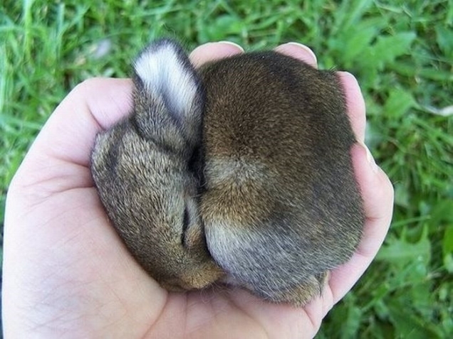 Baby bunny is sleeping