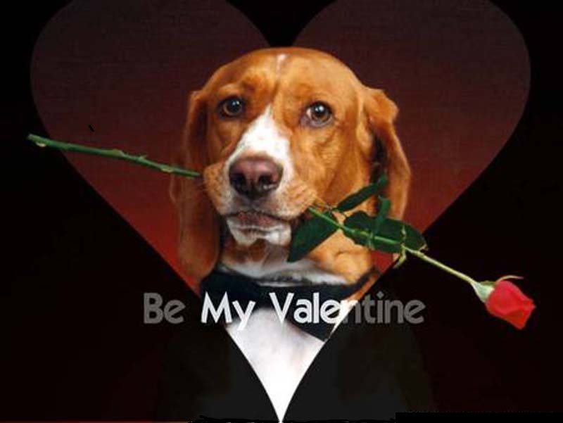 Beagle Be My Valentine