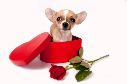 Chihuahua Puppy in heart shaped box   Happy Valentine