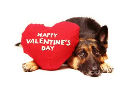 German Shepherd Dog   Happy Valentines Day