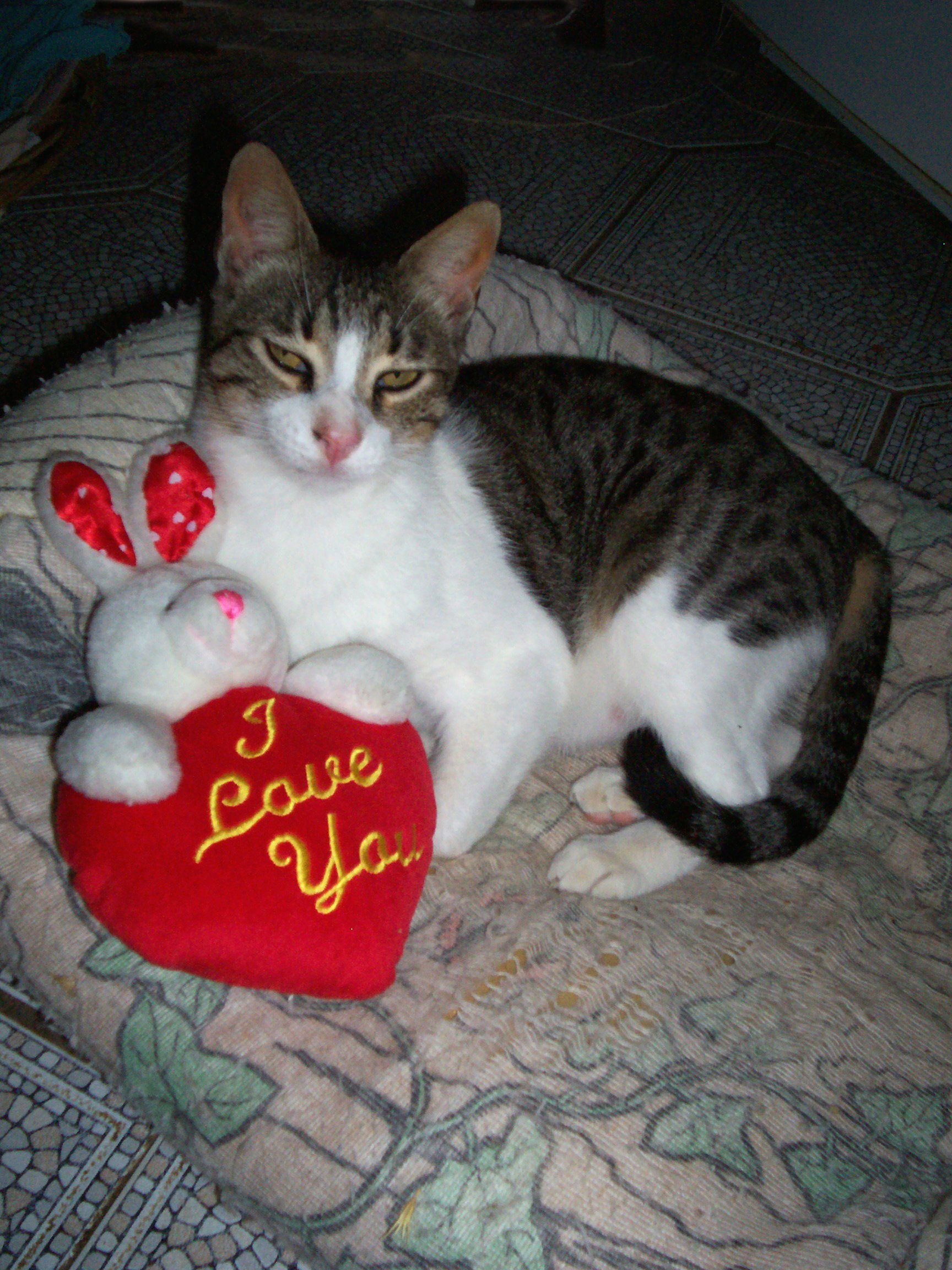 Valentine Cat Hobo