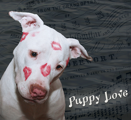 Valentine Pit Bull with lipstick kisses
