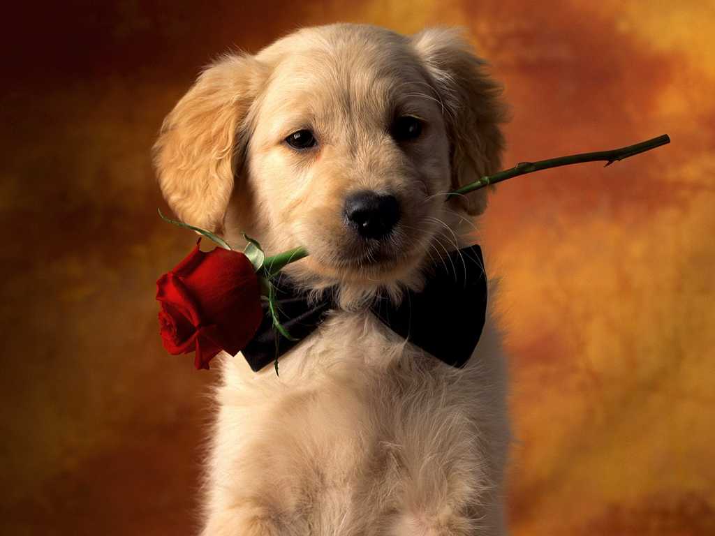 Valentine Puppy dog with rose