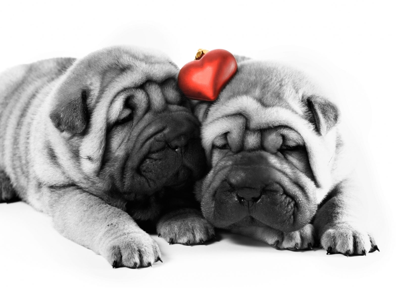 Valentine Two dogs One heart