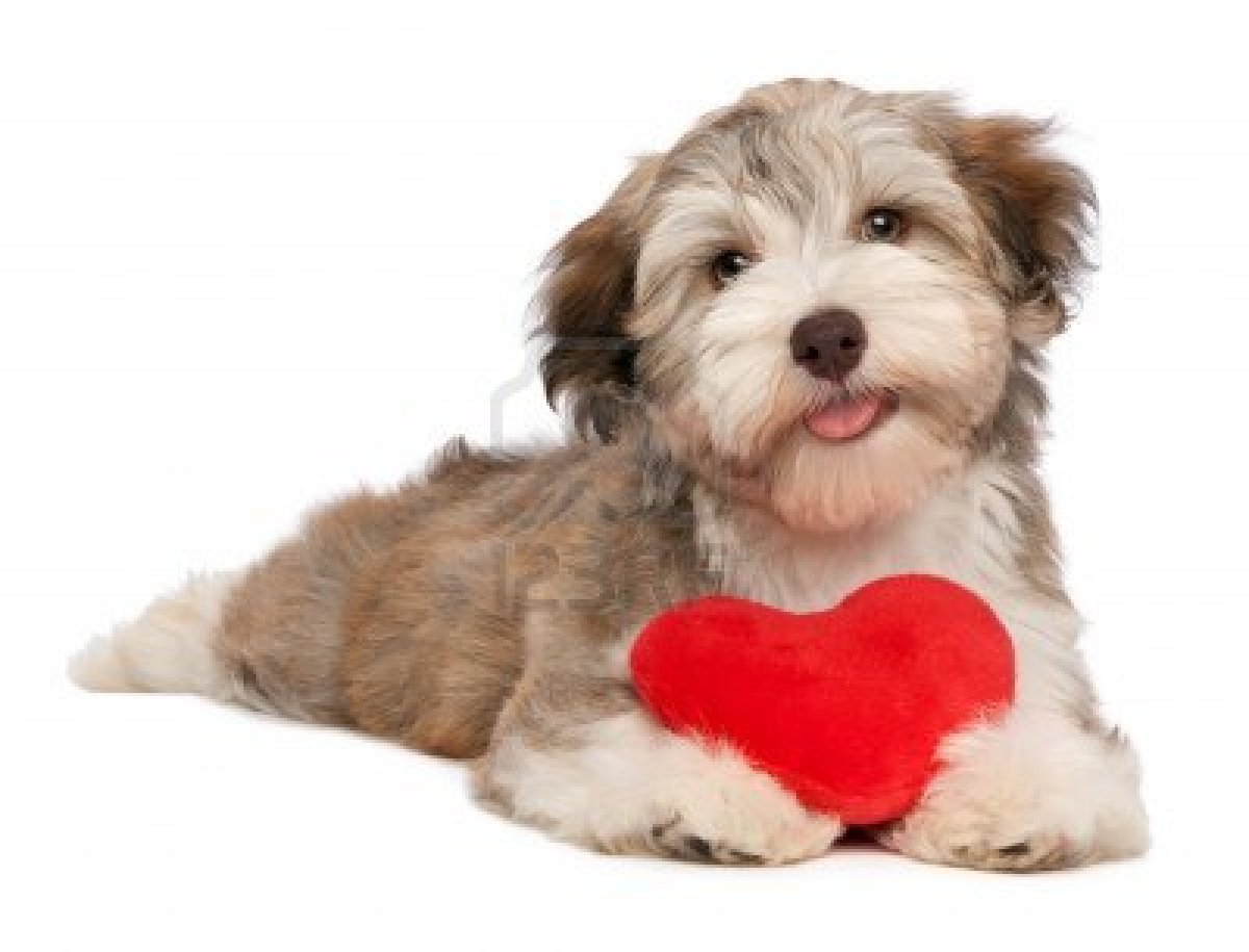 Valentine puppy dog with a red heart isolated on white background
