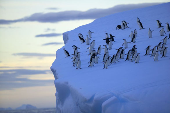 Penguins on the edge of ice rock