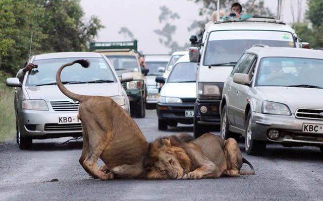 Two lions playing on road in safari parc