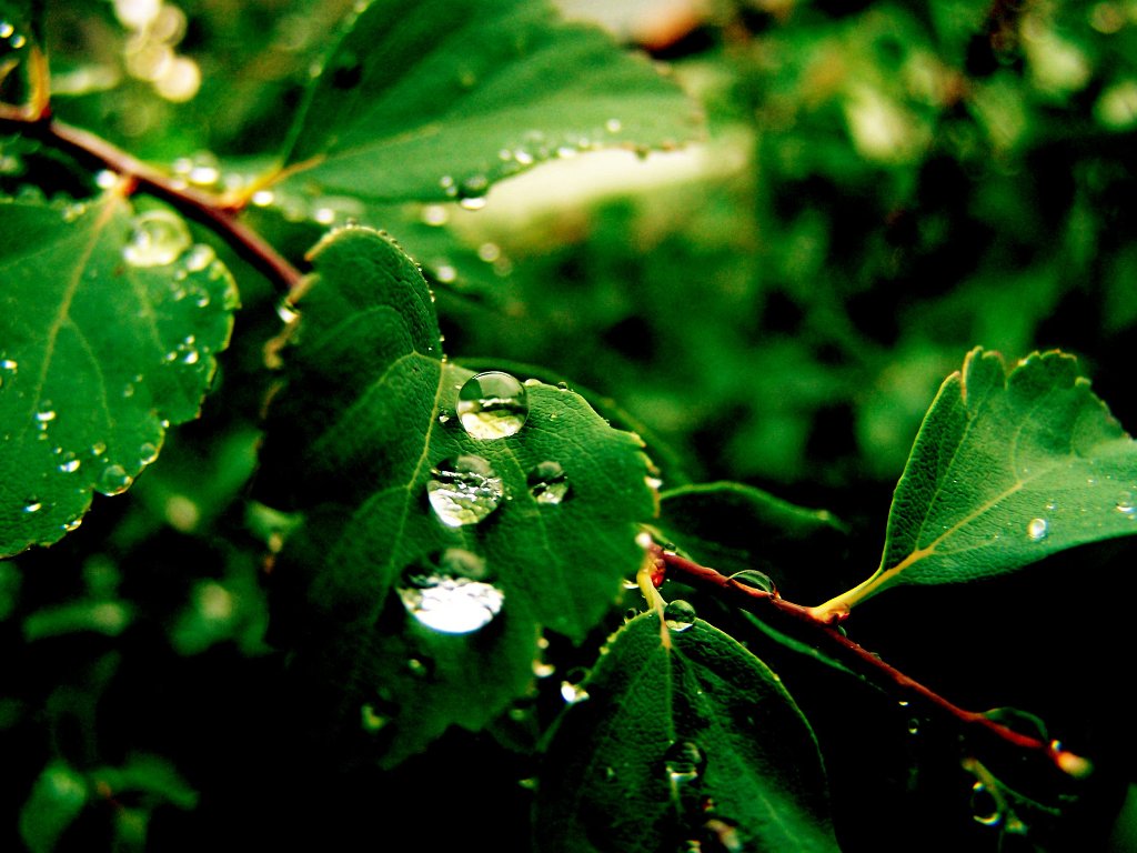 Waterbeads on leaf