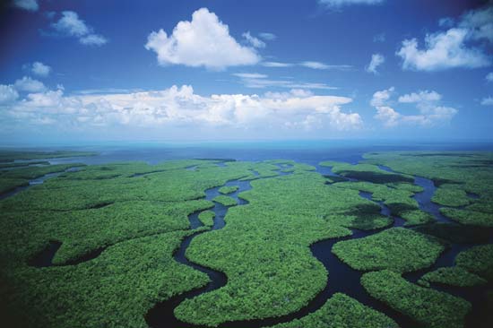 Everglades Florida