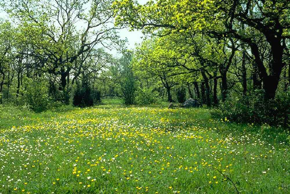 Forest meadow